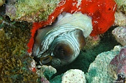 Octopus cyaneus Poulpe de recif-Mahe Anse du riz-18m-20190609-Denis-ADER-DSC_8213_tn